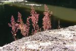 PICTURES/Woods Canyon Lake/t_Red Ferns.JPG